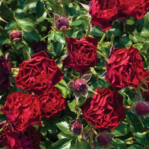 Rozen bestellen en bezorgen - Rosa Coral™ - zacht geurende roos - Stamroos – Kleine bloemen - rood - PhenoGeno Roseshangende kroonvorm - 0